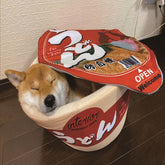 Cute Instant Ramen Noodle Pet House